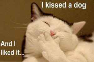 photo-chat-drole-lol-64