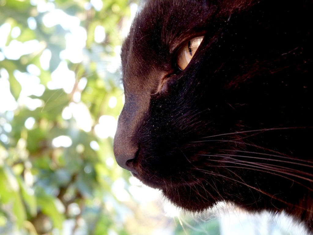 chat