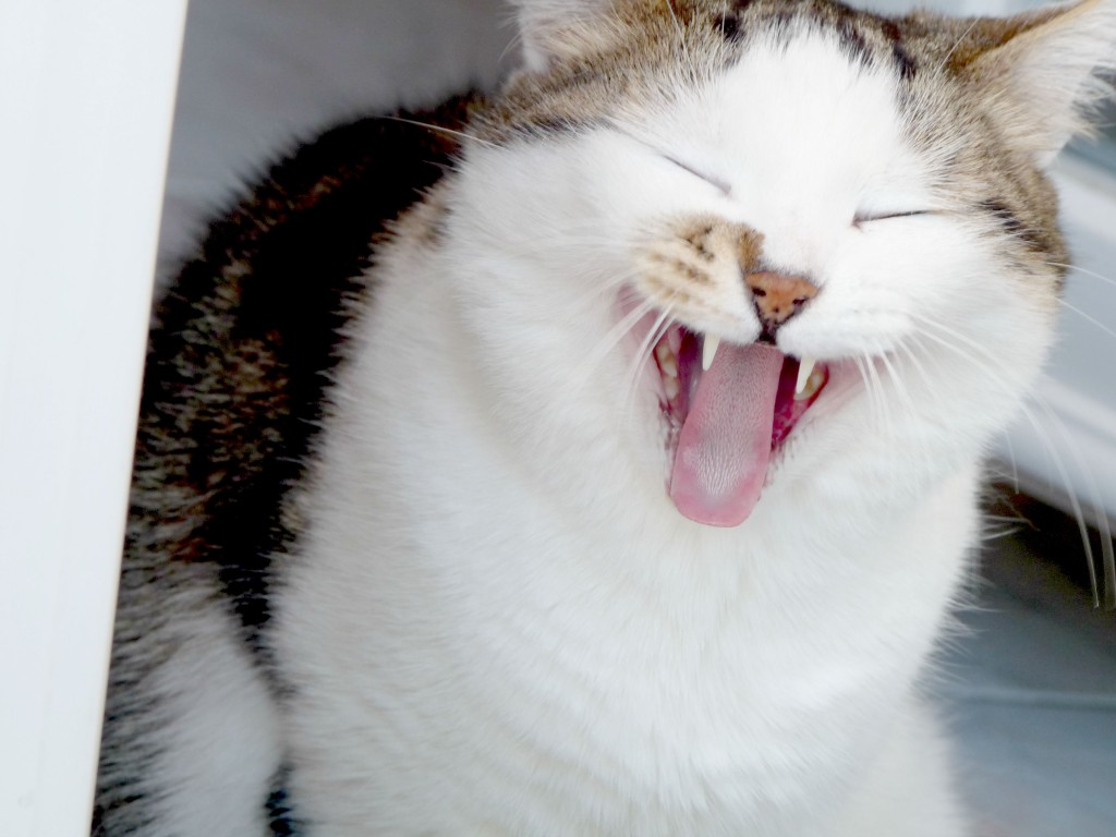 chat
