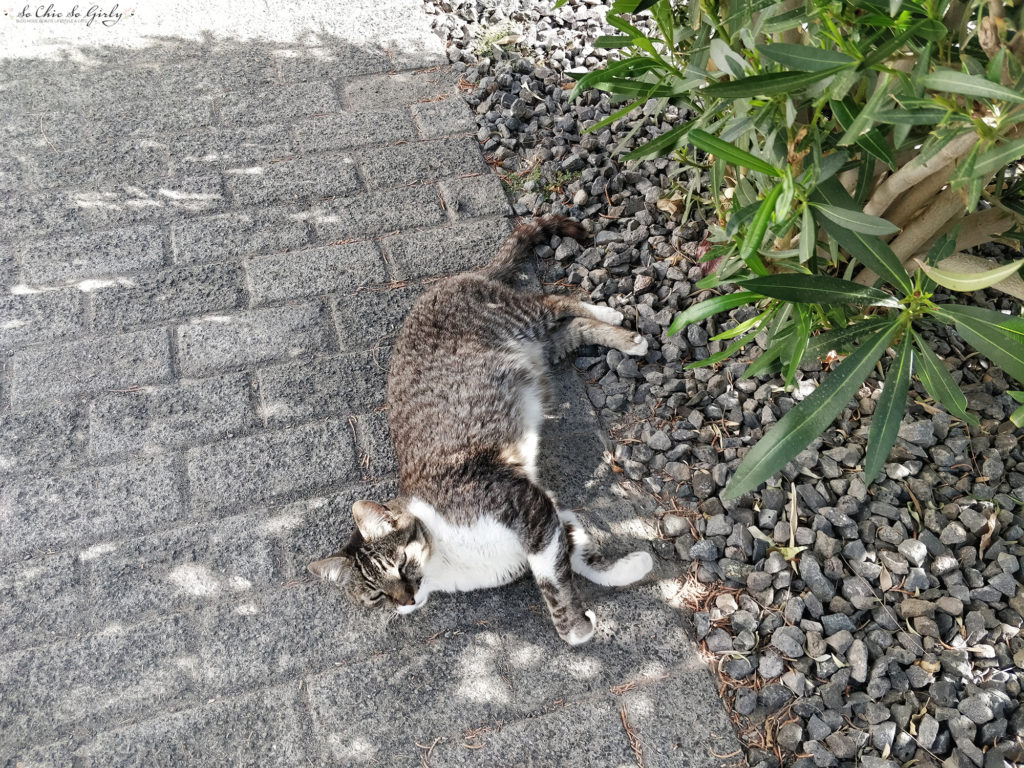 fuerteventura chat de l'hôtel